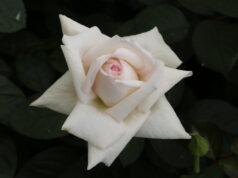 MEILLAND Baptême de la rose ANGGUN