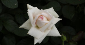 MEILLAND Baptême de la rose ANGGUN