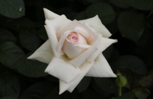 MEILLAND BaptĂŞme de la rose ANGGUN