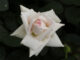 MEILLAND Baptême de la rose ANGGUN