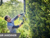 Ryobi® lance 6 nouveaux outils dans sa gamme 18V ONE+™pour l’entretien des arbres, haies et végétaux.