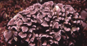 Maërl, des fauteuils pensés pour vivre