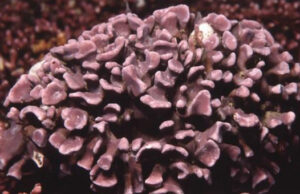 Maërl, des fauteuils pensés pour vivre