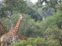 AFRIQUE DU SUD : 5 EXPÉRIENCES SAFARIS HORS DU COMMUN