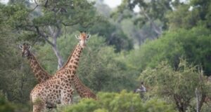AFRIQUE DU SUD : 5 EXPÉRIENCES SAFARIS HORS DU COMMUN