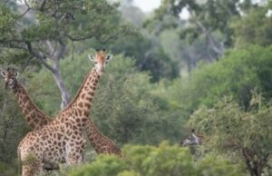 AFRIQUE DU SUD : 5 EXPÉRIENCES SAFARIS HORS DU COMMUN