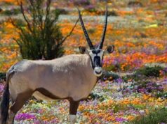 AFRIQUE DU SUD : 3 EXPÉRIENCES UNIQUES À VIVRE