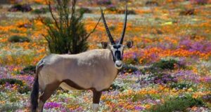 AFRIQUE DU SUD : 3 EXPÉRIENCES UNIQUES À VIVRE