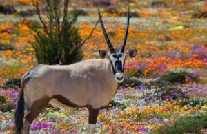 AFRIQUE DU SUD : 3 EXPÉRIENCES UNIQUES À VIVRE