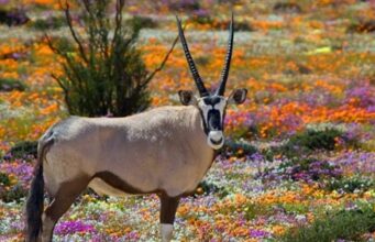 AFRIQUE DU SUD : 3 EXPÉRIENCES UNIQUES À VIVRE