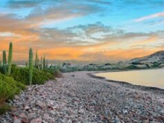 Basse-Californie : “l’autre Mexique” 100% nature