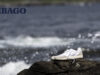 SEBAGO – LA HURRICANE