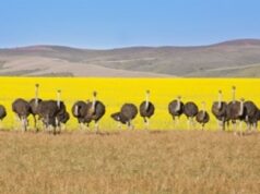 AFRIQUE DU SUD : 5 EXPÉRIENCES UNIQUES POUR 5 PROFILS DE VOYAGEURS