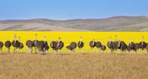 AFRIQUE DU SUD : 5 EXPÉRIENCES UNIQUES POUR 5 PROFILS DE VOYAGEURS