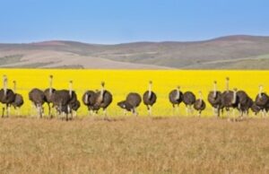 AFRIQUE DU SUD : 5 EXPĂRIENCES UNIQUES POUR 5 PROFILS DE VOYAGEURS