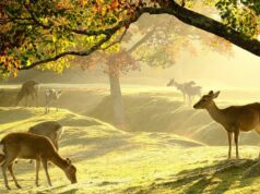 Kansai : au cœur du Japon authentique