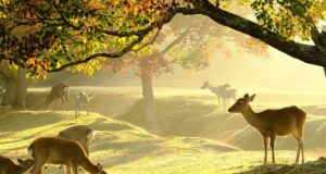 Kansai : au cœur du Japon authentique