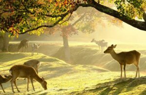 Kansai : au cœur du Japon authentique