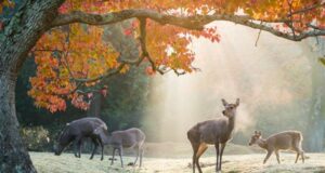 Péninsule de Kii : Voyage au cœur du Japon ancestral