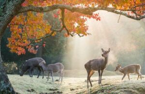 Péninsule de Kii : Voyage au cœur du Japon ancestral