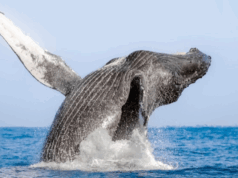 Los Cabos : Invitation à plonger dans “l’Aquarium du monde”