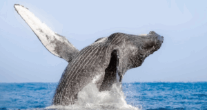 Los Cabos : Invitation à plonger dans “l’Aquarium du monde”