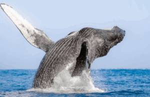 Los Cabos : Invitation Ă plonger dans “l’Aquarium du monde”