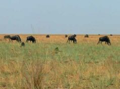 Où observer la migration des gnous en Zambie ?