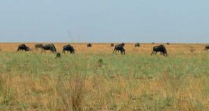 Où observer la migration des gnous en Zambie ?
