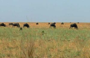 OĂą observer la migration des gnous en Zambie ?