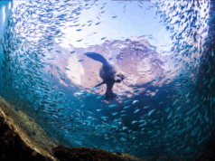 Cabo Pulmo : sanctuaire corallien unique au Mexique