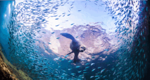 Cabo Pulmo : sanctuaire corallien unique au Mexique