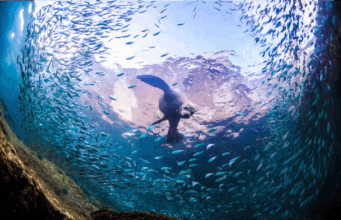 Cabo Pulmo : sanctuaire corallien unique au Mexique
