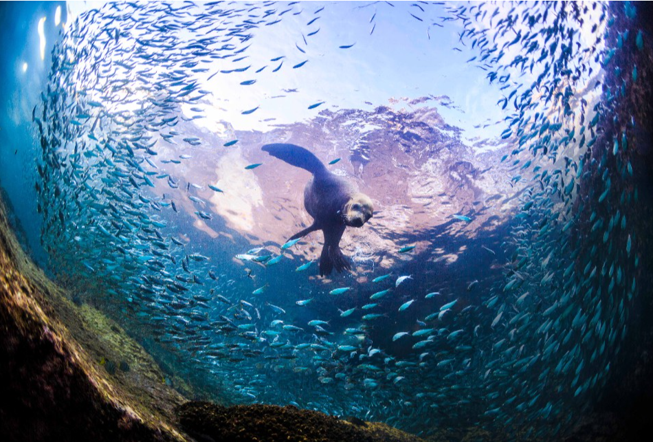 Cabo Pulmo : sanctuaire corallien unique au Mexique 