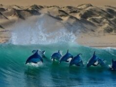 AFRIQUE DU SUD : DESTINATION PHARE DU TOURISME MARIN