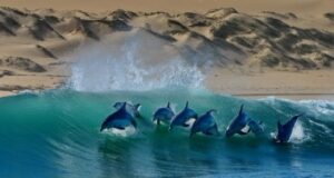 AFRIQUE DU SUD : DESTINATION PHARE DU TOURISME MARIN