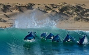 AFRIQUE DU SUD : DESTINATION PHARE DU TOURISME MARIN