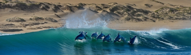 AFRIQUE DU SUD :  DESTINATION PHARE DU TOURISME MARIN