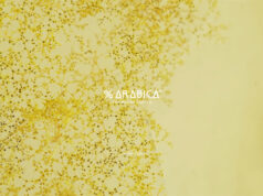 %ARABICA allie design japonais épuré, service artisanal et caféde spécialité de très haute qualité