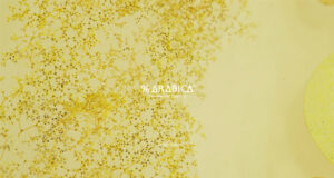 %ARABICA allie design japonais épuré, service artisanal et caféde spécialité de très haute qualité