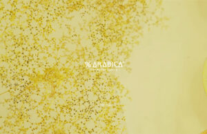 %ARABICA allie design japonais épuré, service artisanal et caféde spécialité de très haute qualité