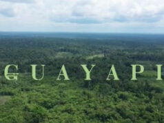 GUAYAPI – Découvrez notre Guaranà bio, le second cru