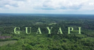 GUAYAPI – Découvrez notre Guaranà bio, le second cru