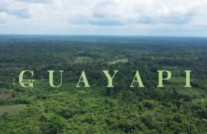 GUAYAPI – Découvrez notre Guaranà bio, le second cru