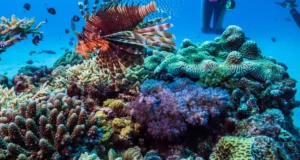 Plongée : le Japon s’impose avec des spots incontournables