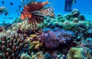 Plongée : le Japon s’impose avec des spots incontournables