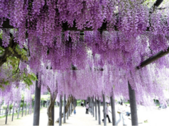 Hyogo : destination idéale pour célébrer les floraisons au Japon