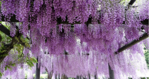 Hyogo : destination idéale pour célébrer les floraisons au Japon