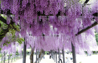 Hyogo : destination idéale pour célébrer les floraisons au Japon